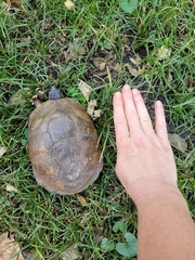 Terrapene carolina