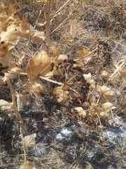 Smyrnium perfoliatum