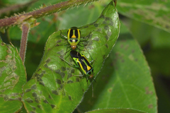 Poecilocapsus nigriger