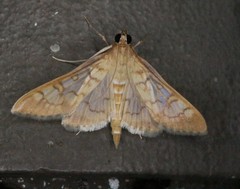 Mimorista subcostalis