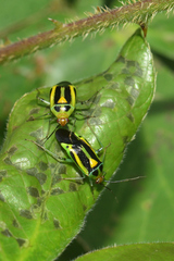 Poecilocapsus nigriger