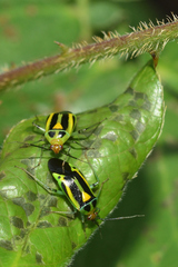 Poecilocapsus nigriger