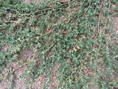 Polygonum aviculare aviculare