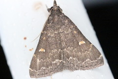 Hypenula cacuminalis