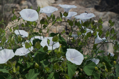 Jacquemontia pringlei