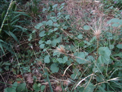 Hordeum murinum murinum
