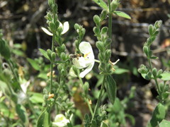 Henrya insularis