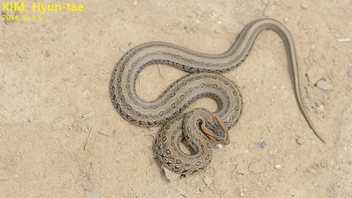 Frog-eating Rat Snake