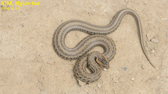 Frog-Eating Rat Snake photo 5