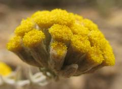 Helichrysum lambertianum