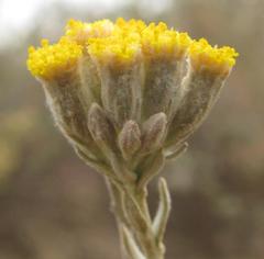 Helichrysum lambertianum
