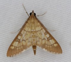 Mimorista subcostalis