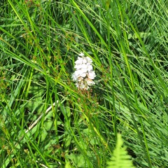 Dactylorhiza maculata ericetorum