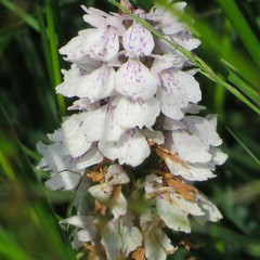 Dactylorhiza maculata ericetorum