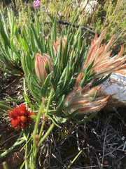 Protea denticulata