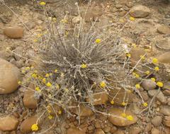 Helichrysum lambertianum