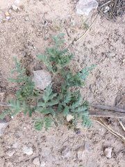 Phacelia popei