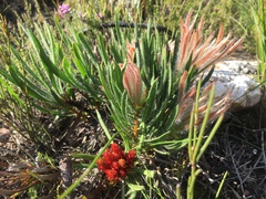 Protea denticulata