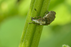 Meconemus impressicollis
