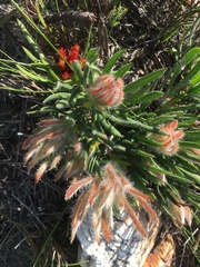 Protea denticulata