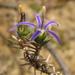 Wahlenbergia subulata - Photo (c) douglaseustonbrown, μερικά δικαιώματα διατηρούνται (CC BY-SA)