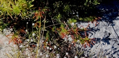 Erica quadrisulcata