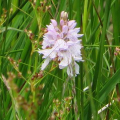 Dactylorhiza maculata ericetorum