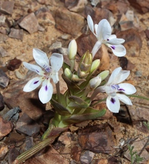 Lapeirousia pyramidalis pyramidalis