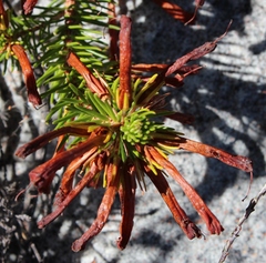 Erica quadrisulcata