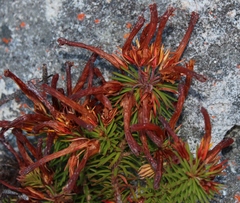 Erica quadrisulcata