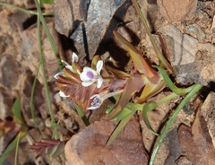 Lapeirousia pyramidalis pyramidalis