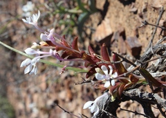 Lapeirousia pyramidalis pyramidalis