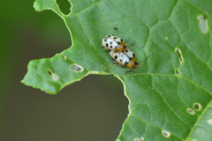 Alagoasa tridecimmaculata