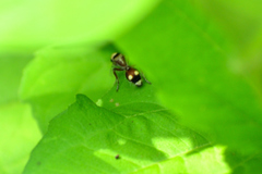 Dasymutilla fasciventris