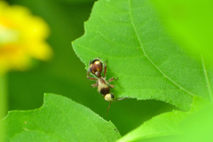Dasymutilla fasciventris