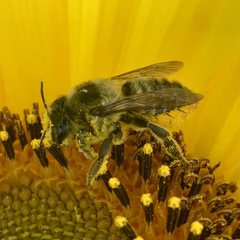 Megachile parallela