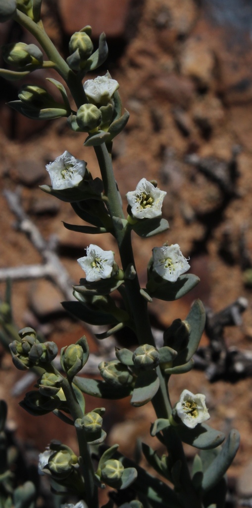 Thesium hillianum