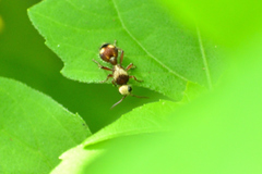 Dasymutilla fasciventris