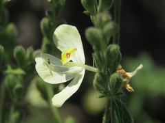 Henrya insularis