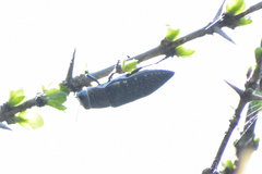 Lampetis auropunctata