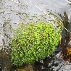 Hygrohypnum