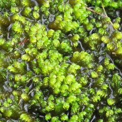 Hygrohypnum