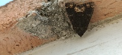 Catephia alchymista