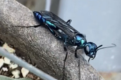 Chlorion aerarium
