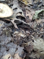 Mycorrhaphium adustum