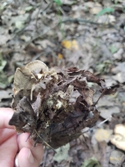 Mycorrhaphium adustum