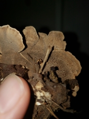 Mycorrhaphium adustum