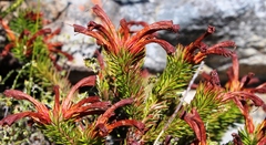 Erica quadrisulcata