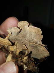 Mycorrhaphium adustum