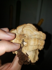 Mycorrhaphium adustum